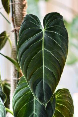 Tropikal 'Philodendron Melanochrysum' bitki örtüsünün uzun koyu yaprağını kapat 