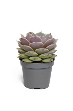 Beyaz arkaplanda Echeveria Pollux sulu bitki. 