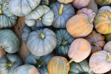Mavi 'Jarrahdale' ve pastel renkli 'Cucurbita Moschata Autumn Frost F1' kabakları karışımı.