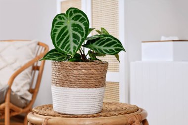 Beyaz arka plandaki yaprakların üzerinde güzel dantel desenli gümüş rengi Allık, Antilyum Kristalinyum bitkisi.