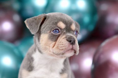 Portrait of 6 weeks young healthy tan French Bulldog dog puppy with colorful balloons in background clipart