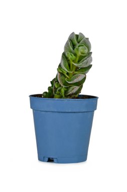 Beyaz arka planda küçük saksı 'Crassula Yeşim Kulesi' sulu bitki