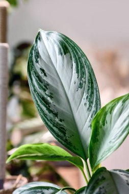 Gümüş desenli tropikal 'Aglaonema Silver Bay' ev bitkisi