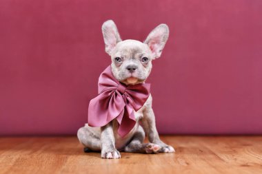 Cute Lilac Brindle French Bulldog dog puppy with healthy long nose and ribbon in front of studio background clipart