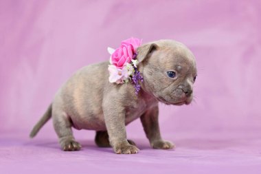 SMall purebred young Lilac Brindle French Bulldog puppy with healthy long nose and tail and flower collar on pastel pink background clipart