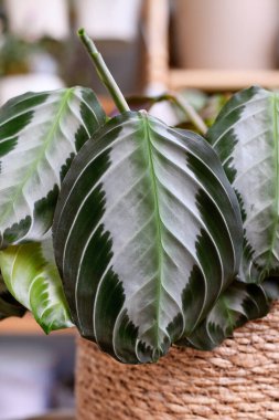 Oval şekilli egzotik 'Maranta Leuconeura Gümüş Bant' ev bitkisi yaprağı