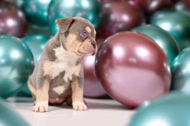 6 haftalık esmer Fransız Bulldog köpek yavrusu. Arka planda renkli balonlar var.