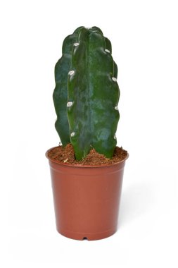 'Cereus Jamacaru β alis' kaktüs çiçekleri beyaz arka planda