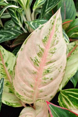 Beyaz-pembe yapraklı tropik 'Aglaonema Bidadari' bitkisinin yapraklarını kapat