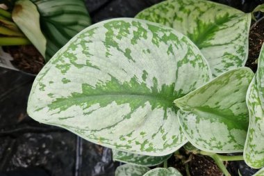 'Scindapsus Pictus Exotica' veya 'Satin Pothos' adlı kadife desenli ve gümüş benekli egzotik ev bitkisi.