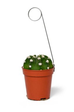 Small 'Lobivia subdenudata' cactus houseplant in flower pot with wire for picking up on white background. Commonly called Domino Cactus clipart