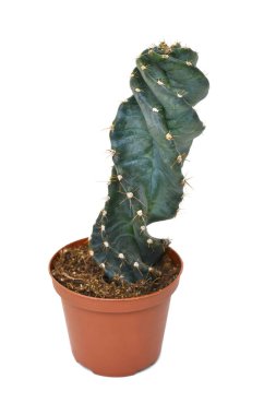 Beyaz arka planda 'Cereus Jamacaru' kaktüsü saksısı