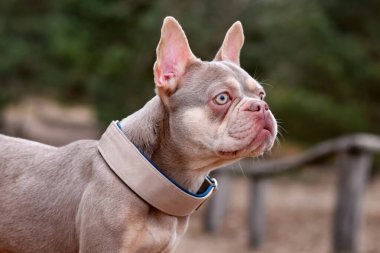 Yeni Gölge Isabella 'nın portresi turuncu taba rengi Fransız Bulldog ve geniş çekimli köpek tasması.