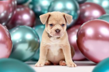 Arkaplanda renkli balonları olan tatlı, sağlıklı krem rengi Fransız Bulldog köpeği yavrusu.