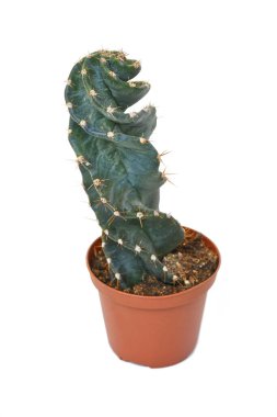 Beyaz arka planda bulunan sarmal şekilli 'Cereus Jamacaru' kaktüs saksısı.