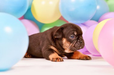 Renkli balonlar arasında sevimli, bronz tenli bir Fransız Bulldog köpeği yavrusu.