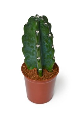 Beyaz arka planda çivili ot olmayan Cereus Jamacaru Hughalis kaktüs bitkisi.