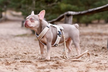 Yeni Shade Isabella Turuncu Tan renkli Fransız Bulldog Y şeklinde köpek koşumu ve tasması kumda duruyor.