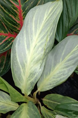 Almanya - Mart 2025: Kuzu, kuş, lale çiçeği ve 'Spring' yazılı Rae Dunn kupası ile şirin bahar dekorasyon düzenlemesi 