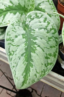 'Scindapsus Pictus Exotica' veya 'Satin Pothos' adlı kadife desenli ve gümüş benekli egzotik ev bitkisi.