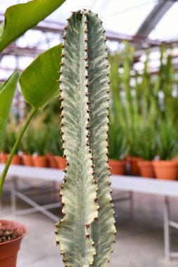 'Euphorbia Ingens Variegata' kaktüsünün kapağı