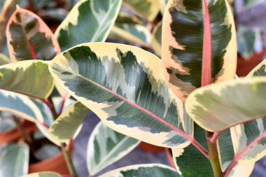 Egzotik bir 'Ficus Elastica Variegata' kauçuk ağaç yaprağını kapat 