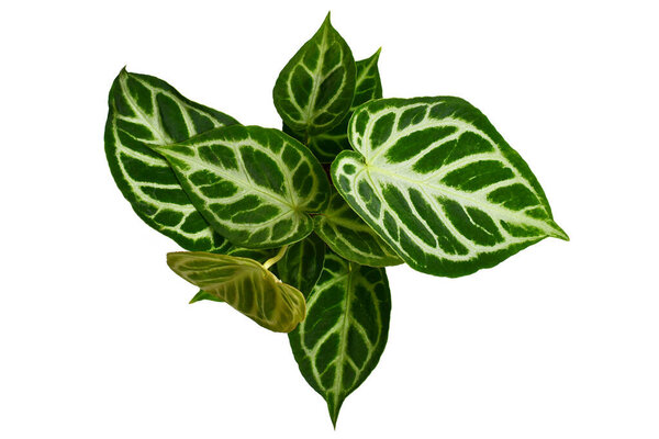 Top view of exotic Anthurium Crystallinum houseplant with lace pattern on leaves in flower pot on white background