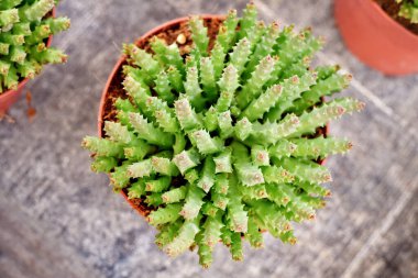 'Stapelia Desmetiana' nın çiçek saksısında kaktüs gibi dişleri olan bitkisinin üst görüntüsü. 'Orbea Variegata' olarak da bilinir.