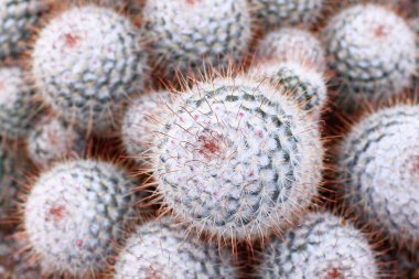 Mammillaria geminispina kaktüs bitkisinin kapağını kapatın. Ayrıca omurgalı ikiz kaktüs deniyor.