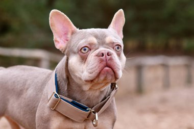 Yeni Shade Isabella turuncu taba renkli Fransız Bulldog geniş köpek çekmeli stop tasmalı