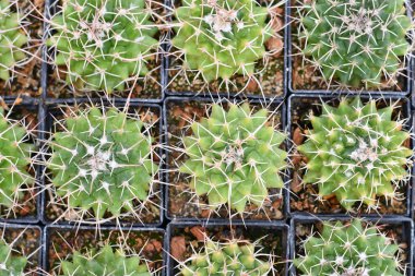 Bir sürü küçük 'Mammillaria Carnea' kaktüsü saksılarda.
