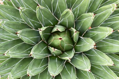 'Agave Victoriae Reginae' bitki merkezinin üst görünümü