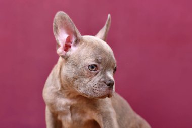Stüdyo arkaplanının önünde leylak rengi Brindle Fransız Bulldog köpeğinin portresi