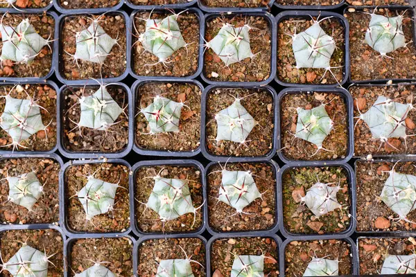 Küçük 'Ferocactus Latispinus' kaktüsünün çiçek saksısında taşlarla üst görüntüsü.