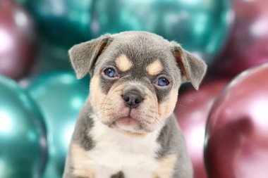 Genç Fransız Bulldog köpek yavrusu. Kulakları sarkık, kabuklu ve arka planda renkli balonlar var.