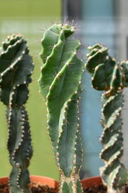 Meraklı 'Cereus Jamacaru Hughalis' kaktüs bitkisinin gövdesini kapat 