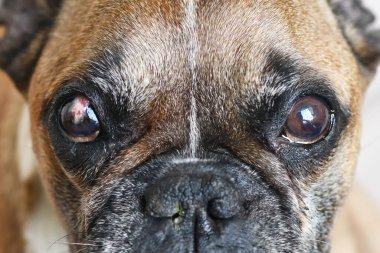 Fransız Bulldog 'u kısmen iyileşmiş cerrahi implant konjonktival flep kaplama gözü Nörojenik Keratokonjunctivitis Sicca' nın derin kornea hasarı tedavisinde kullanılır.