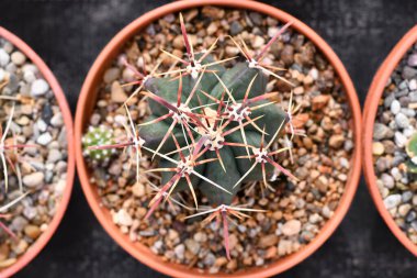 Küçük 'Ferocactus Latispinus' kaktüsünün çiçek saksısında taşlarla üst görüntüsü.