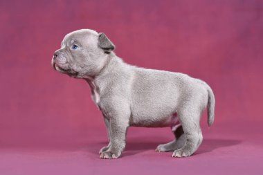 Şirin 4 haftalık safkan Fransız Bulldog köpeği. Uzun burunlu ve kuyruklu. Mor stüdyo arka planında duruyor.