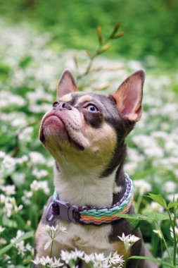 Tatlı leylak, turuncu, turuncu, Fransız Bulldog. Uzun, sağlıklı burunlu, ormanda sarımsak çiçekleri arasında.