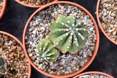 Küçük 'Ferocactus Emoryi Ionis Rectispinus' kaktüsünün taşlı çiçek saksısı manzarası. 'Balık kancası kaktüsü' olarak da bilinir.