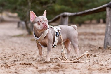Şirin Yeni Gölge Isabella turuncu Tan renkli Fransız Bulldog Y şeklinde köpek koşumu ve tasması kumda duruyor.