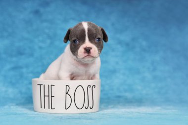 Dört haftalık genç safkan Fransız Bulldog köpeği köpek kasesinde 