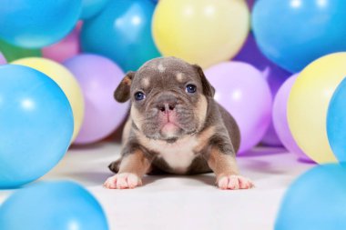 Mavi taba rengi Fransız Bulldog köpek yavrusu renkli balonlar arasında