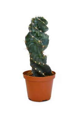 Beyaz arka planda tek saksılı 'Cereus Jamacaru Hughalis' kaktüsü