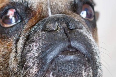 Nörojenik kuru gözlü Fransız Bulldog burnunu kapat (tıbbi terim: Nörojenik Keratokonjunctivitis Sicca) ve etkilenen gözle aynı tarafta kuru ve kabuklu burun deliği (fotokopi bakterisi).