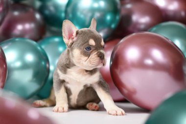Leylak Turuncu Tan Fransız Bulldog köpeği renkli balonların önünde oturuyor.