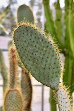 Prickly Pear 'Opuntia kaktüs bitkisinin platyclade' ini kapatın.