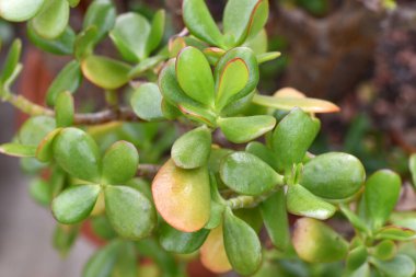 'Crassula Ovata' Yeşim bitkisinin kalın yapraklarını kapat