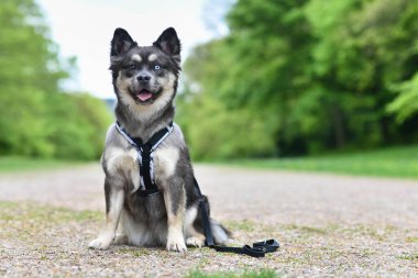 Şirin Fransız Bulldog x Sibirya Husky köpeği ve Y şeklinde koşum takımı.
